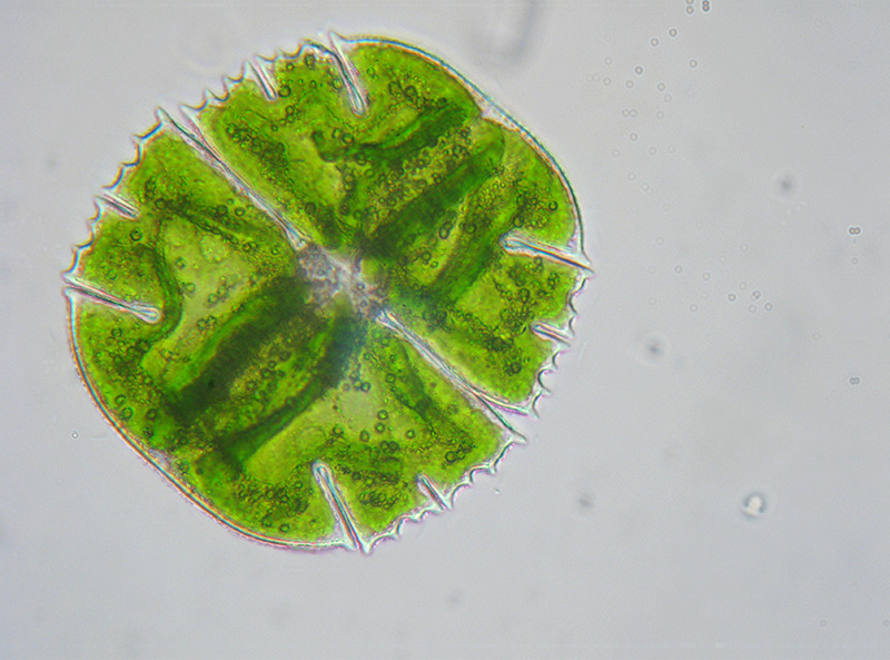 Desmidiacee e non solo...